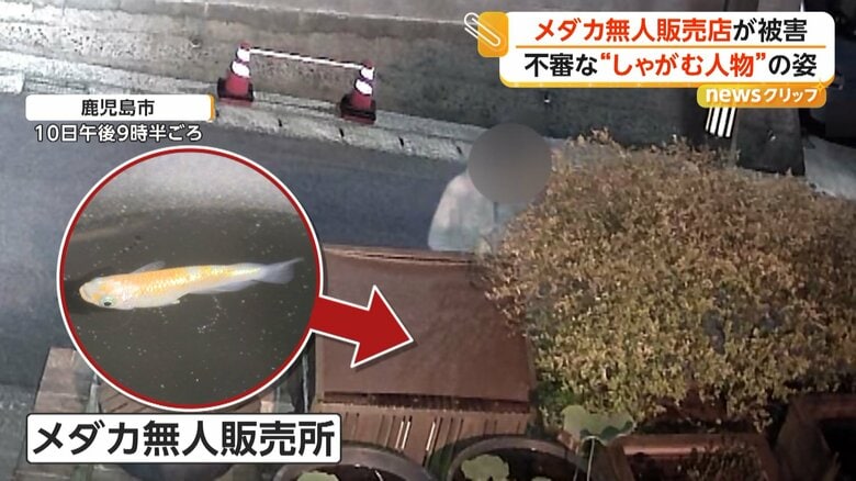 「本当に許せない」メダカ無人販売所で窃盗被害 防犯カメラに不審な“しゃがむ人物” 1カ月前から売り上げ合わず警戒も 鹿児島|FNNプライムオンライン