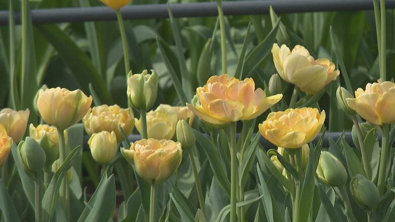 「となみチューリップフェア」おすすめは4月中　高温で生育進み、満開も比較的早めに　今後も気温高い日続く見込み｜FNNプライムオンライン