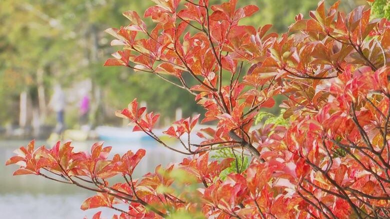 朝晩の冷え込み強まる…紅葉の名所「白駒池」で色づき進む　「秋を探しに」「フレッシュな紅葉って感じ」　10月6日からの週が一番の見ごろに｜FNNプライムオンライン