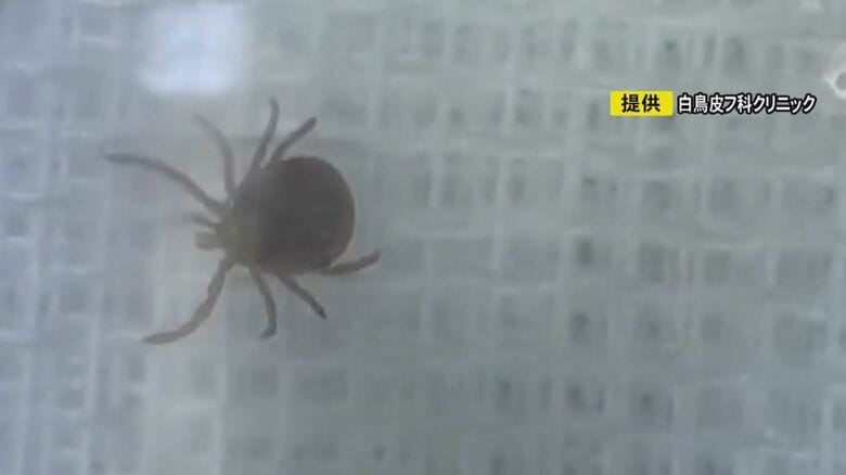 マダニ通じて感染し“人⇔ペット”も…感染症『SFTS』に飼い主も戦々恐々 人の場合は致死率最大3割近く｜FNNプライムオンライン