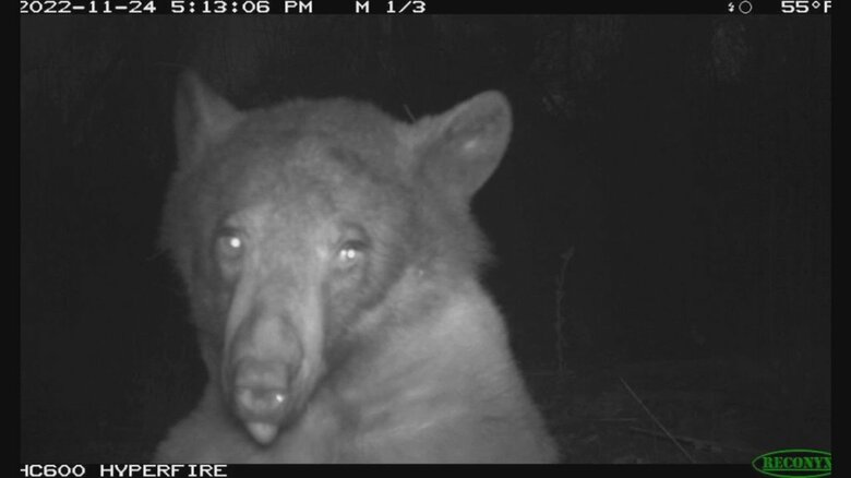 首の角度を変え、舌を出し“自撮り”するクマが話題　カメラに写った約7割が“セルフィーベア”　アメリカ｜FNNプライムオンライン