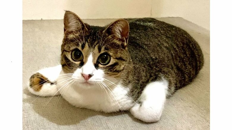 香箱座りの“亜種”！？前脚が4本に見える姿勢で寛ぐ猫が不思議…どんな座り方なのか飼い主に解説してもらった｜FNNプライムオンライン
