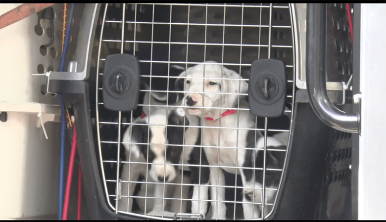 飼い主を待つ保護犬たち 全米各地で保護犬猫の譲渡件数が急増している