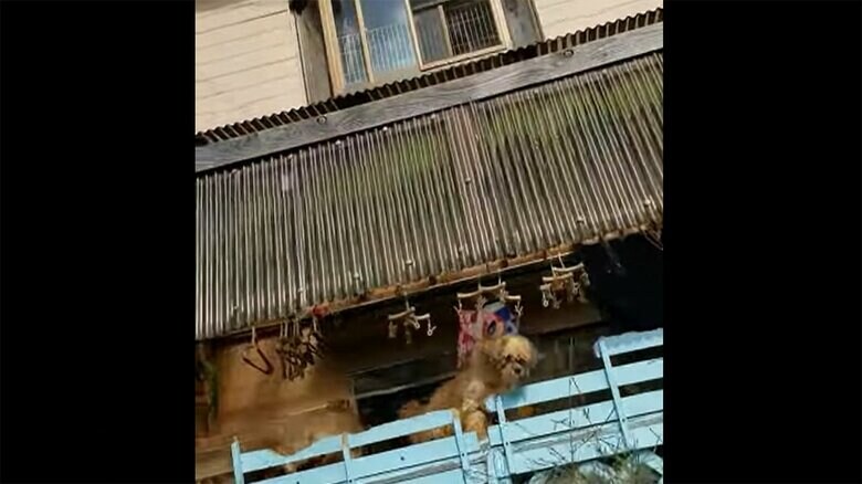 女の自宅から犬たちが顔を出しているのが分かる(動物保護団体CACI撮影)