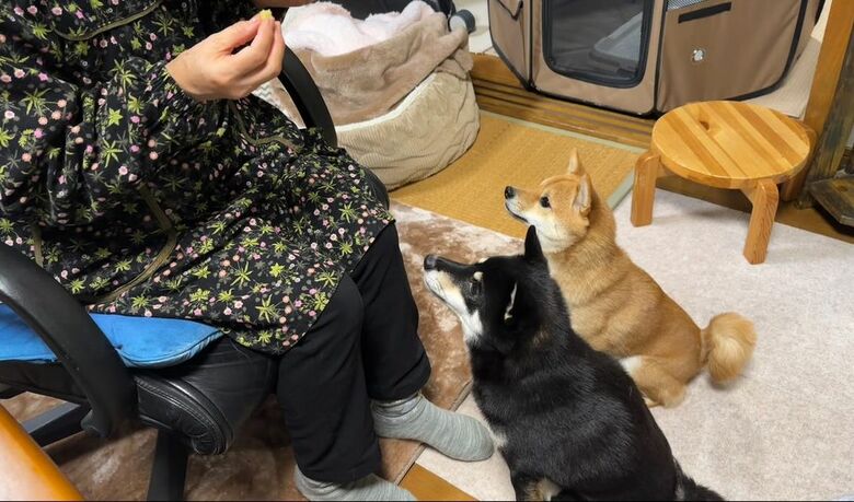 ばぁばからお芋をもらう（提供：豆柴あさのんさん）