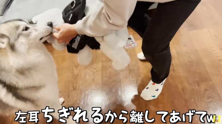 ぬいぐるみに怒るもんちゃん