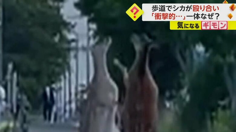 2頭のエゾシカが歩道でパンチしている