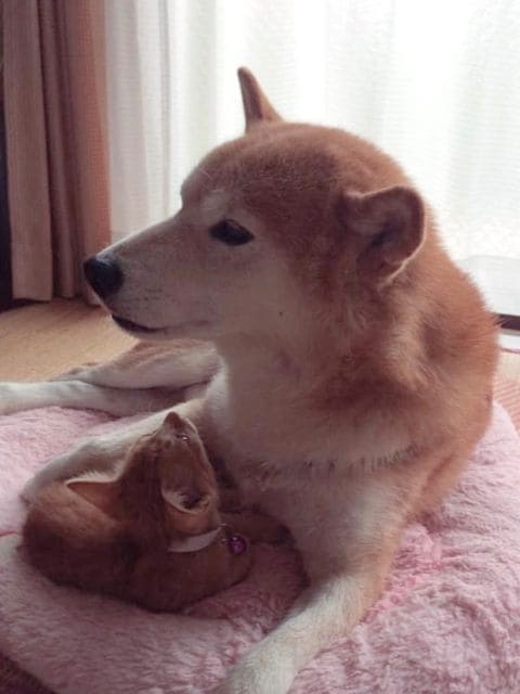 ちまきくんを保護してからの2匹（提供：エンとちぃさん）