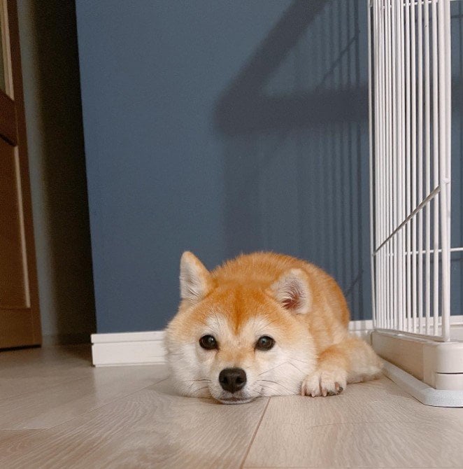 提供：豆柴ちくわ&がんもさん