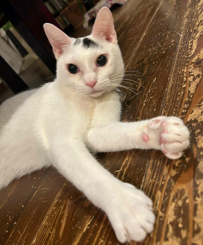 寝る前に猫じゃらしを投げては取ってくるという遊びをしているという
