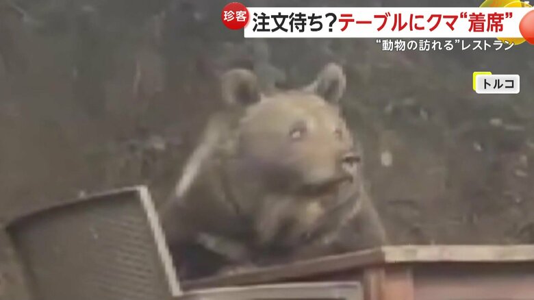 レストランのテラス席で撮影されたクマ（トルコ）