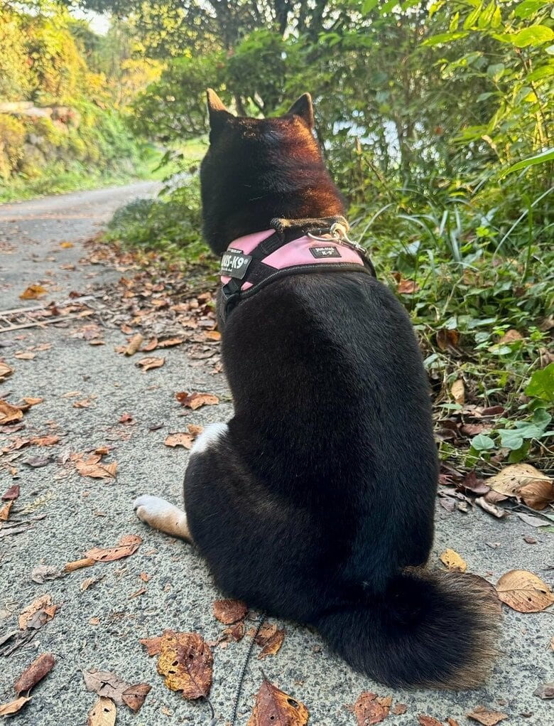 散歩中　時々休憩