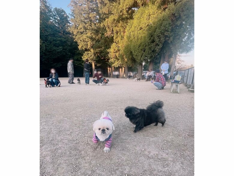 提供：てんてんの毎日さん