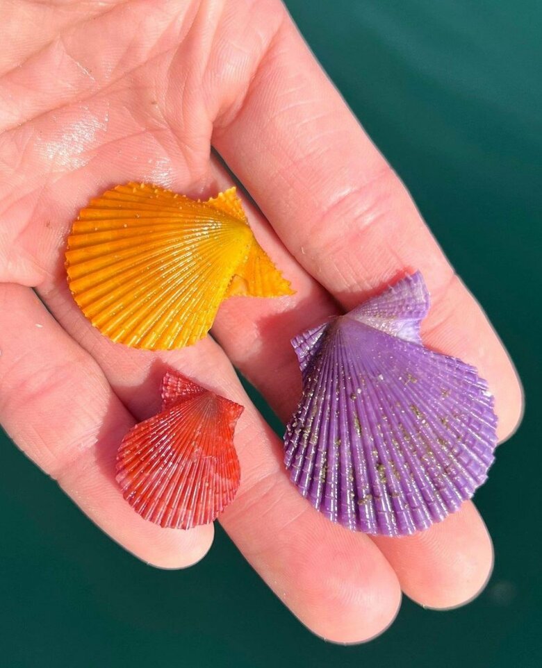 でんかさんが撮影した海洋生物　出典：でんかさんのInstagramアカウント（@denka_hermit）より