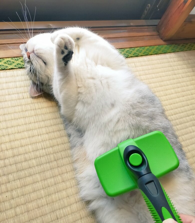 ブラシがたまらん（提供：まさまささん）