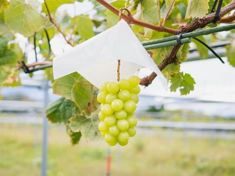大場さんの農園でできたシャインマスカット