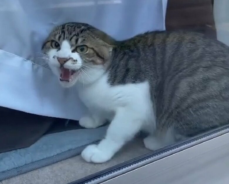 病院に行った後の様子　怒っている…