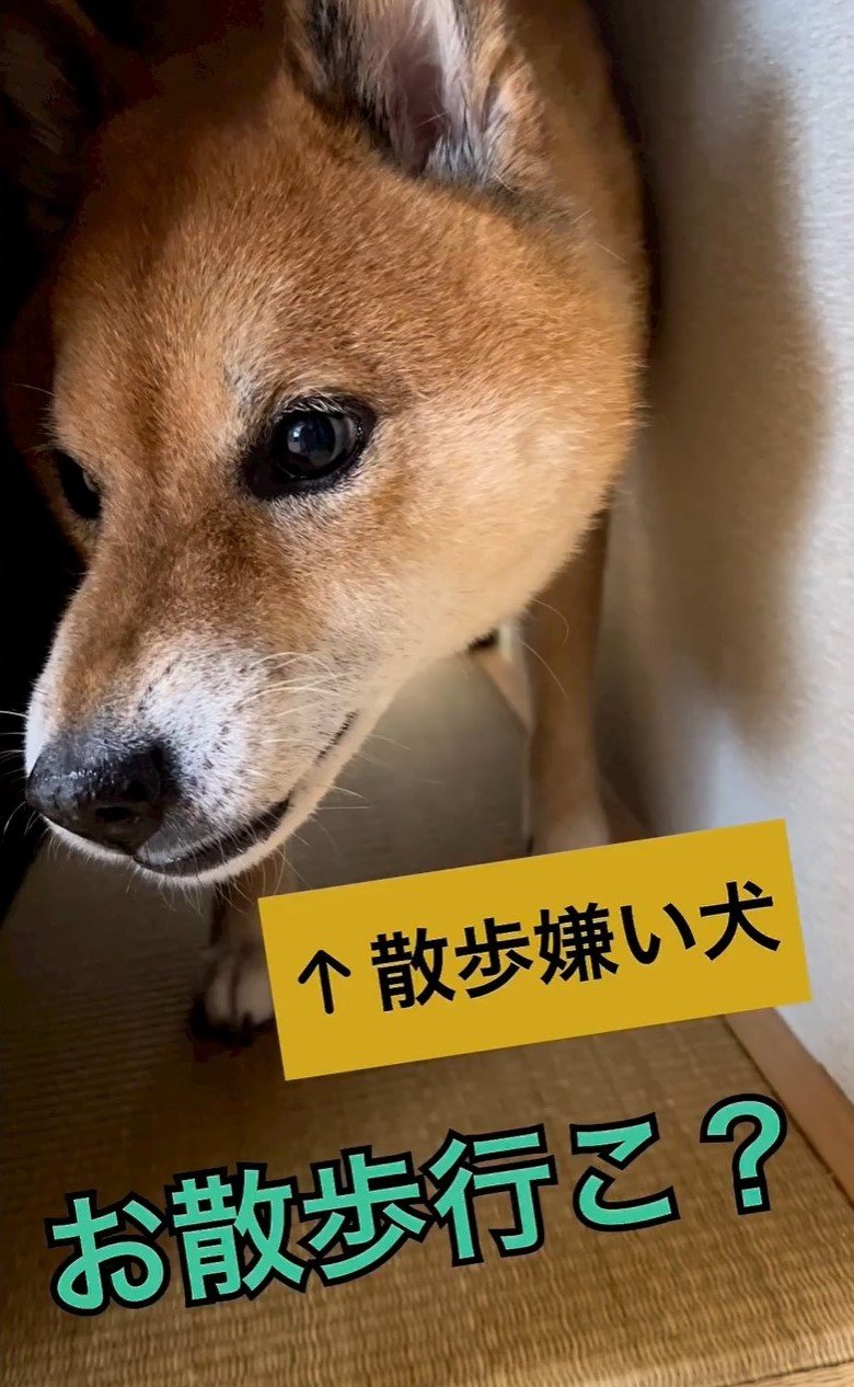 散歩と気づいて不機嫌になる様子