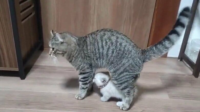 らむねちゃんの上にまたがり、前方を見つめる、もろこしくん