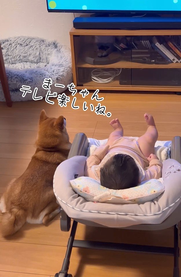 お風呂待ちのまーちゃんと一緒にテレビを見るむぎちゃん（提供：柴犬　むぎさん）