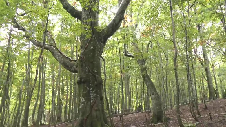 推定樹齢は350年は確実に超えているといわれている「岳岱大ブナ」