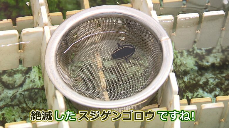 スジゲンゴロウ