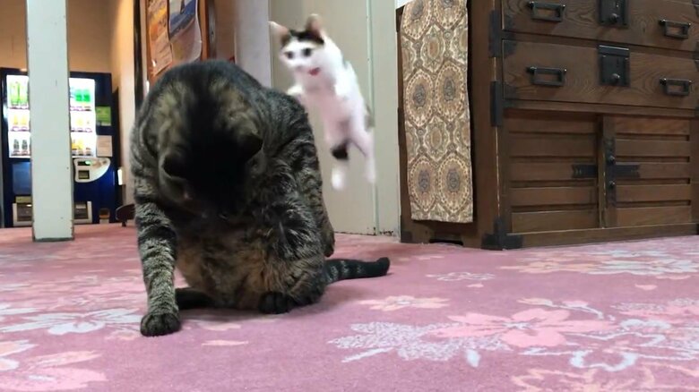 先輩猫にアタックするきなこちゃん（2）