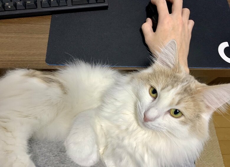 甘えるエドくん　マウスが動かしづらそう