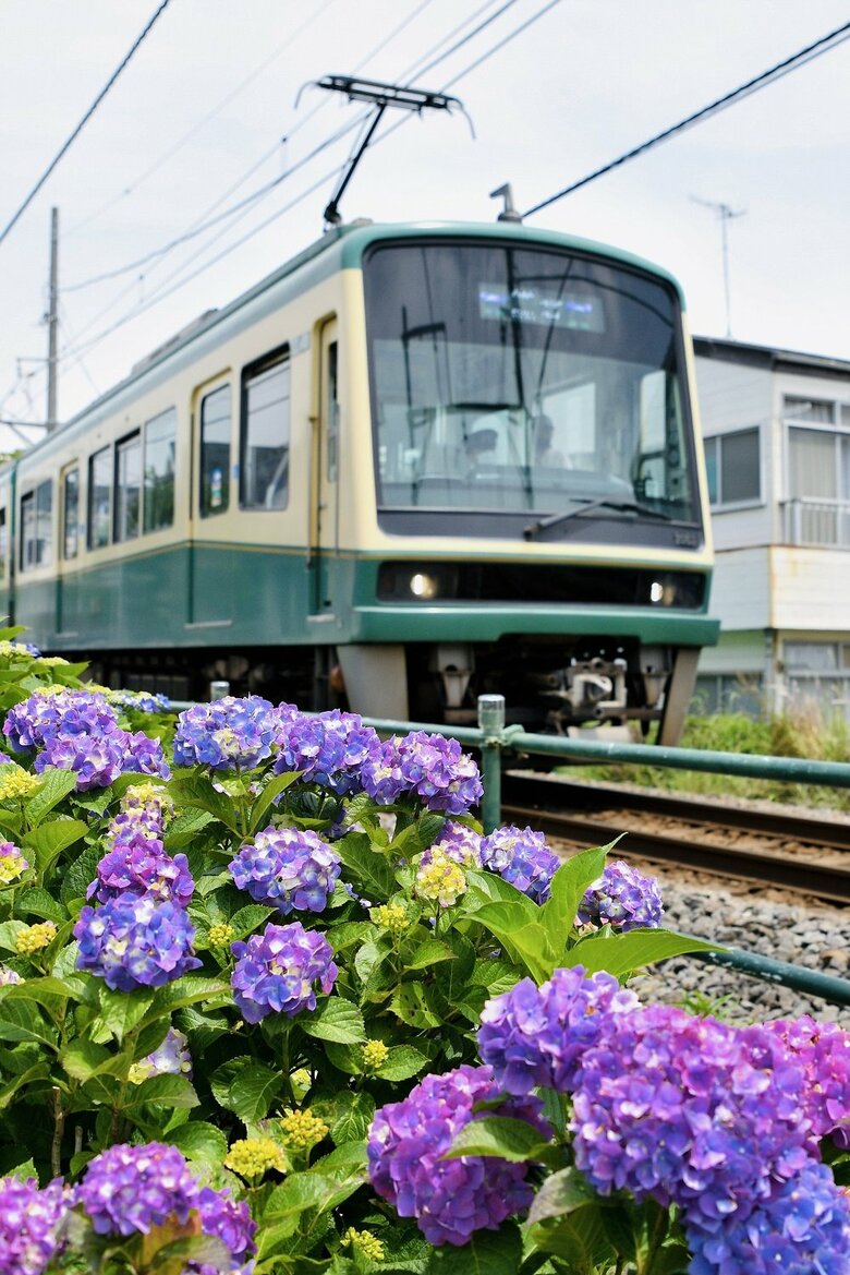 あじさいのそばを走る江ノ電