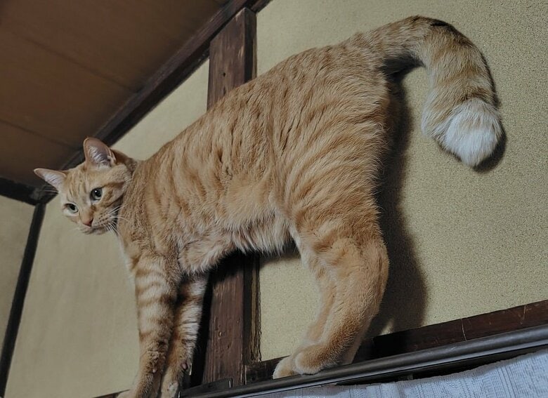 振り返っても薄いまま