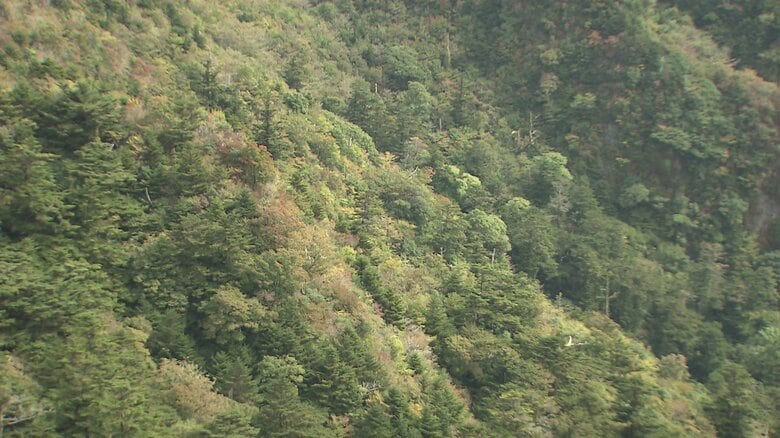 2024年10月25日　木々は緑のまま