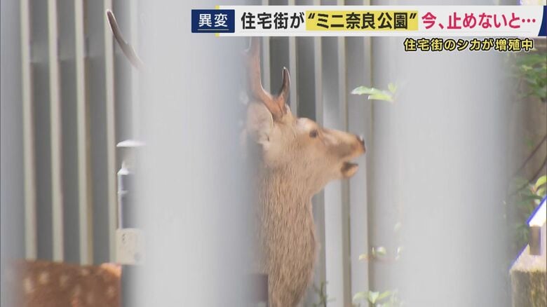 ネットをかけるなどの防護策講じる住民も