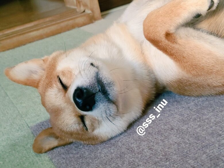 提供：犬さん