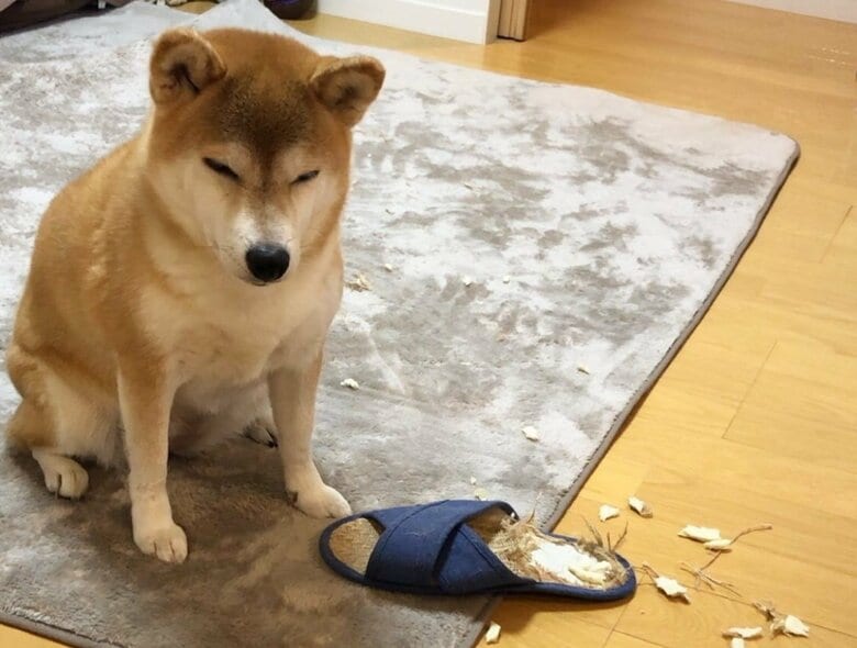 いたずらをすると寝たふりをする