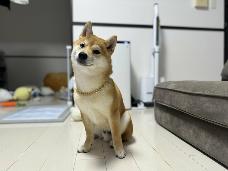 提供：わさび一族さん