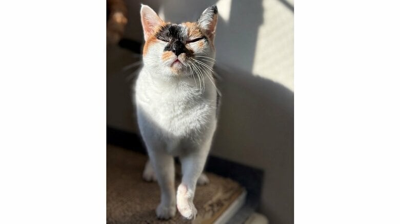 どこか誇らしげなミケ子ちゃん