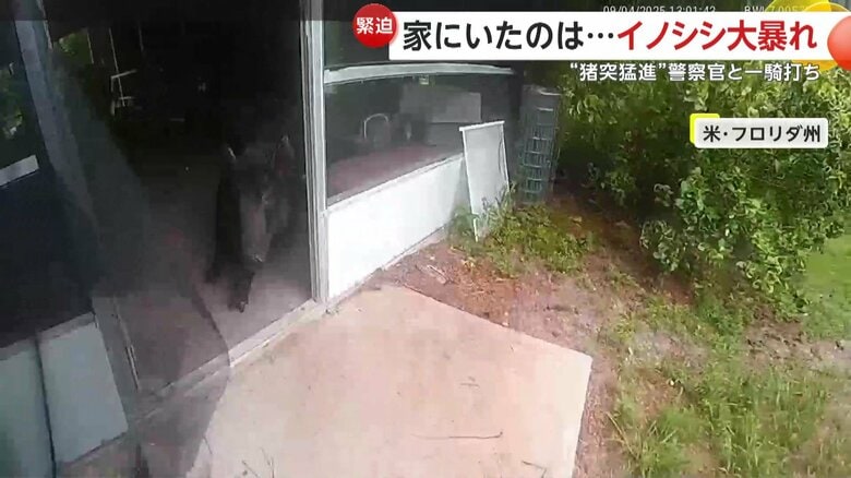 警察官と目が合うと、豹変し始めるイノシシ