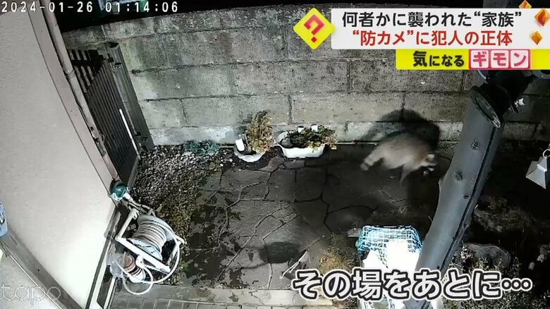 諦めその場を立ち去るアライグマ