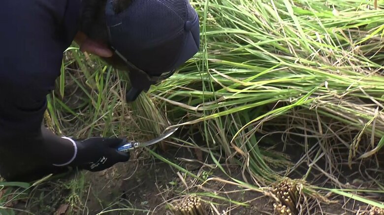 1本残らず丁寧に