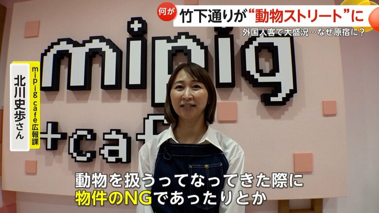 竹下通りへの動物カフェ増加理由を語るmipig cafe広報課・北川史歩さん