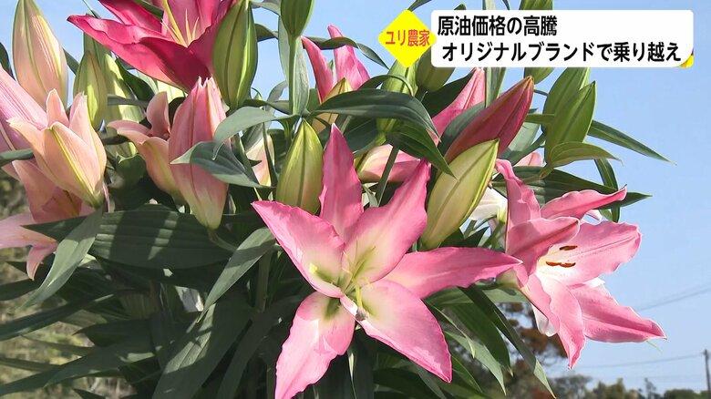 永友さんが栽培する「オリエンタルユリ」