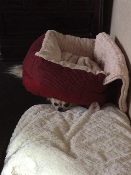 ベットの下で寝ることが多い（提供：榊 柾人さん）