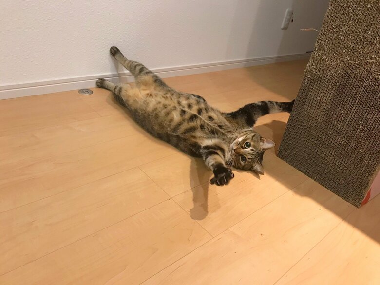 遊び中？のコタロウくん