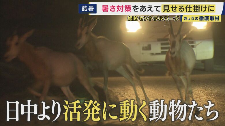 動物が活発に動く姿が見られる