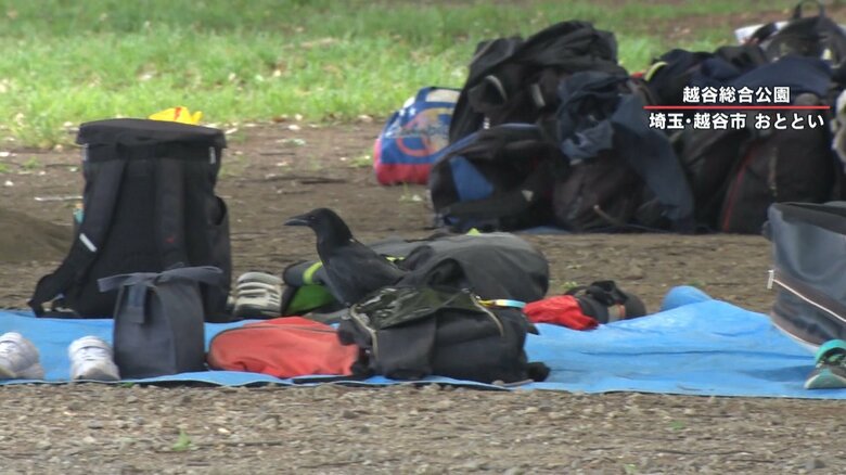 ブルーシートに置かれた荷物をあさるカラス