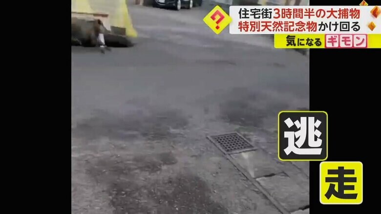 ネットのわずかな隙間を抜けてニホンカモシカは逃走