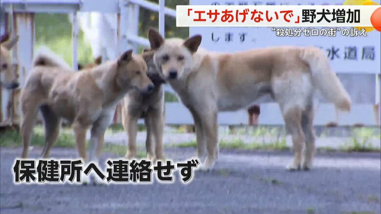 野犬にエサを与える人が増えているという岡山市