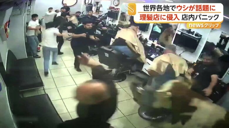ガラスを突き破って入ってきた大きなウシ
