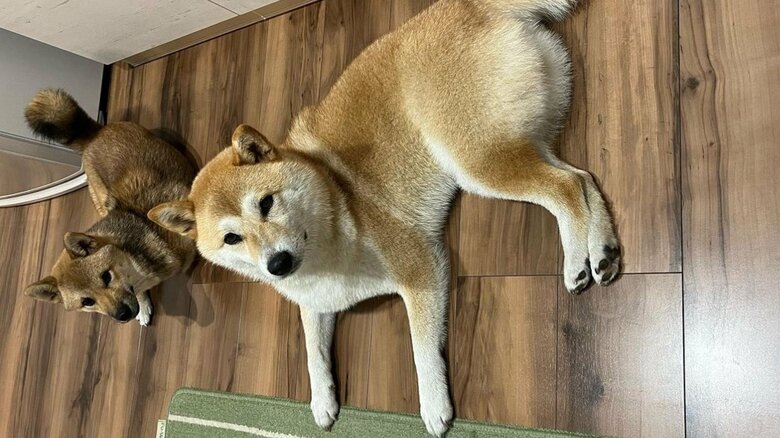 キッチンに立つと2匹が集結する