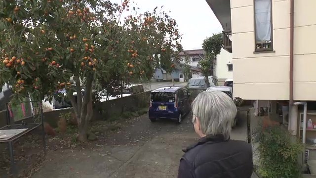 福島市南町　住宅の敷地にあるカキを食べていた